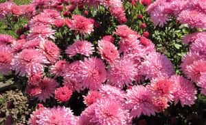 在明亮的陽光下，粉紅色菊花盛開，綠葉相伴。 — 粉紅花朵 壁紙