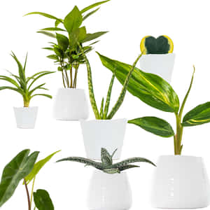 植物圖片 — 植物 壁紙