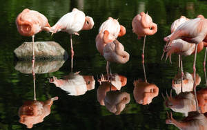 粉紅色的火烈鳥在水中涉水，倒影清晰