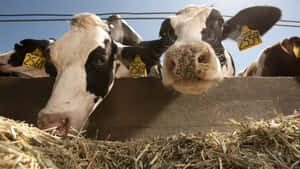 帶有耳標的黑白乳牛正在從混凝土飼料槽中吃乾草。