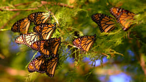 monarch 蝴蝶在明亮陽光下棲息在綠色松枝上。 — 夏天 壁紙