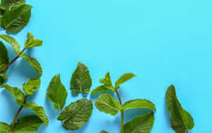 新鮮薄荷葉在明亮的藍色背景上以平面佈局呈現。