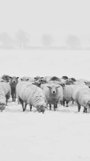 冬日裏，羊群在雪地上吃草。 — 冬日美學 壁紙
