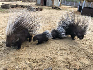 三隻帶有刺的豪豬在動物園圍欄內的沙地上行走。 — 動物 壁紙