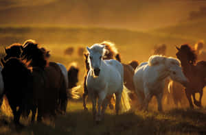 一群馬在日落時分穿過金色田野奔跑。