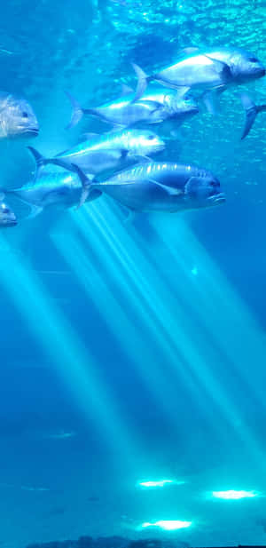 銀色魚兒在清澈的藍色海水中游動，陽光照射下來。 — Huawei Mate 70 Air 壁紙