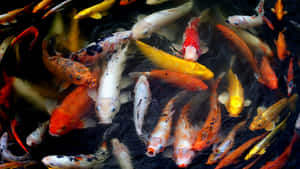 活潑鯉魚 — 錦鯉 壁紙