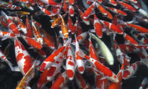 一群鯉魚在池塘中游泳 — 錦鯉 壁紙