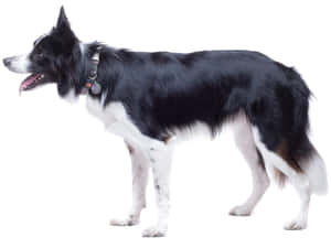 黑白邊境牧羊犬在白色背景上警覺地伸出舌頭。 — 黑白 壁紙