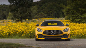 黃色 Mercedes-AMG GT 停泊在碎石路上，被黃色野花和樹木環繞。 — 平治 C300 壁紙