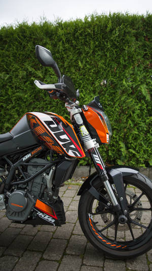 橙色和黑色KTM Duke電單車停泊在石徑上，靠近綠色籬笆。 — Motorola 壁紙