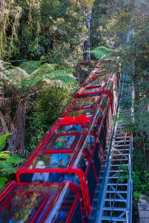 紅色玻璃纜車在茂密的綠色森林樹冠中移動。 — 2:3 壁紙