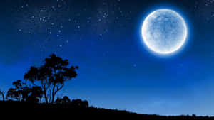 滿月在繁星點點的夜空下照耀著剪影樹木。 — 月色夜空 壁紙