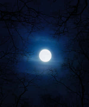 滿月被禿枝環繞，映襯在繁星點點的夜空下。 — 月色夜空 壁紙