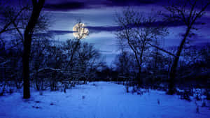 夜間雪林，滿月位於光禿樹木後方。 — 冬日美學 壁紙