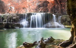 瀑布流入秋日樹木間的一個平靜水池，樹葉呈橙色。 — 黑暗森林 壁紙