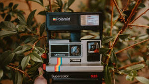 一部被綠色樹葉和樹枝包圍的Polaroid 635相機。