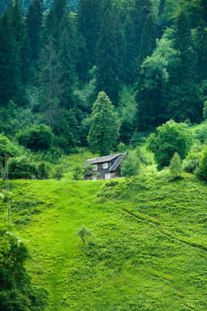 一間小木屋獨自坐落在茂密綠色森林中的草坡上。 — 風景動圖 壁紙