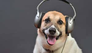 一隻戴著大銀色耳機、伸出舌頭的開朗狗。