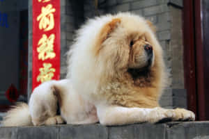 毛茸茸的奶油色鬆獅犬在紅色中國橫幅附近的石台上休息。 — 狗 壁紙