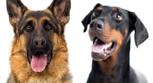 兩隻微笑的狗，一隻德國牧羊犬和一隻杜賓犬，在工作室肖像中。
