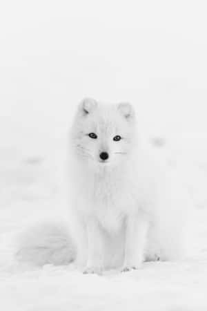 一隻白色北極狐坐在深雪中直視鏡頭。