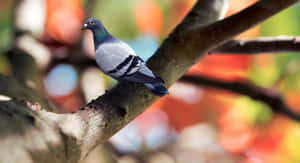 一隻鴿子棲息在樹枝上，背景是色彩繽紛的秋葉。 — 鳥 壁紙