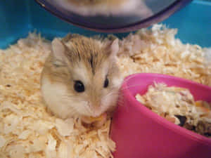 一隻小倉鼠在一個充滿木屑的藍色籠子裡從粉紅色的碗中進食。