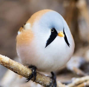 一隻細鳥，灰色頭部、黑色斑紋同橙色胸部，企喺樹枝上。
