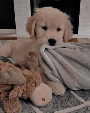 毛茸茸的金毛尋回犬幼犬咀嚼灰色毛氈，旁邊有一個毛絨駝鹿玩具。 — 金毛尋回犬 BB GIF 壁紙