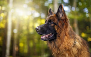 一隻德國牧羊犬在陽光普照的森林中，背景模糊的綠色。