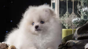 毛茸茸的白色幼犬被聖誕裝飾和松果包圍。