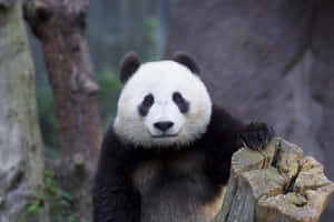 一隻大熊貓在森林中的樹樁上休息。 — 熊貓 壁紙