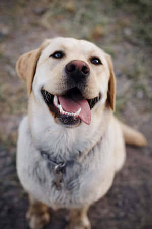 快樂的黃色拉布拉多犬伸出舌頭微笑抬頭看