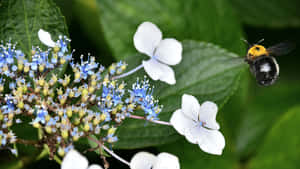 一隻大黃蜂喺藍色同白色繡球花附近盤旋，伴隨綠色樹葉。 — 1280x720 壁紙