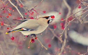 太平鳥在冬天從光禿的樹枝上吃紅色漿果 — 1920x1080 壁紙