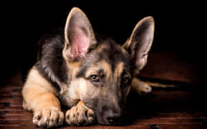 年輕的德國牧羊犬幼犬在木地板上將頭放在爪子上休息