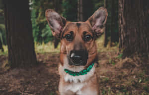 一隻德國牧羊犬在森林中戴著綠色編織項圈。