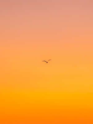 一隻鳥在鮮豔的橙色日落天空前飛翔。 — 2048x2732 壁紙