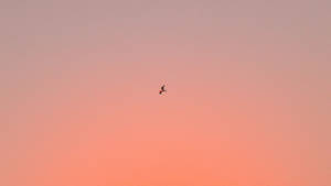 一隻鳥在粉紅和橙色的日落天空中飛翔。 — 鳥 壁紙
