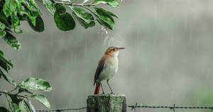 一隻小鳥在雨中站在籬笆柱上，下方有綠葉。 — 鳥 壁紙