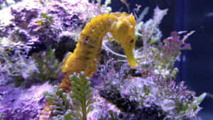 水族箱中彩色珊瑚間的一隻黃色海馬。