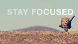 獵豹幼崽奔跑，背景有「STAY FOCUSED」文字。 — 綠樹 壁紙