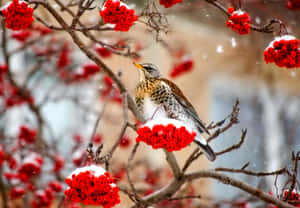 冬季降雪期間，一隻鳥坐在灑滿雪的樹枝上，帶有鮮紅色的漿果。 — 冬日美學 壁紙