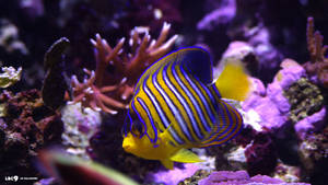 皇家天使魚在水族箱中色彩繽紛的珊瑚間游動