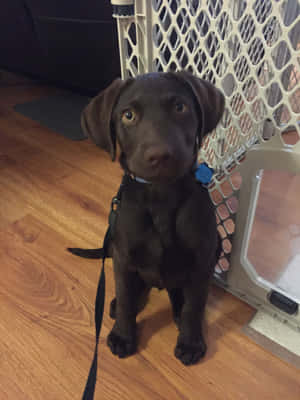 朱古力色拉布拉多幼犬坐在室內硬木地板上，靠近寵物閘門。