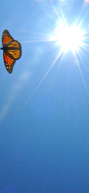 帝王斑蝶在明亮的藍天中飛翔，陽光照耀。 — Galaxy S22 Ultra 壁紙