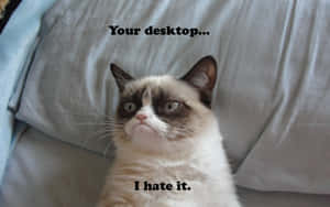 一隻帶有文字「Your desktop... I hate it.」的暴躁貓咪 — 可愛兔仔 壁紙