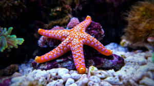 水族箱中嘅紫色岩石上，一隻帶有粉紅色斑點嘅鮮橙色海星。 — 5120x2880 壁紙
