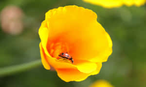 花園中黃色罌粟花上的瓢蟲。 — 春天 壁紙